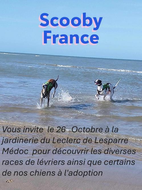 Animation leclerc 26 octobre 2024