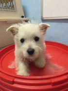 Bebe westie 1