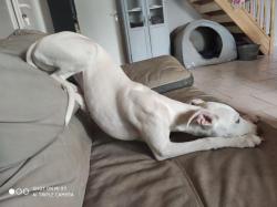 Moon whippet