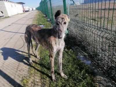 Radar galgo 1