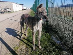 Radar galgo